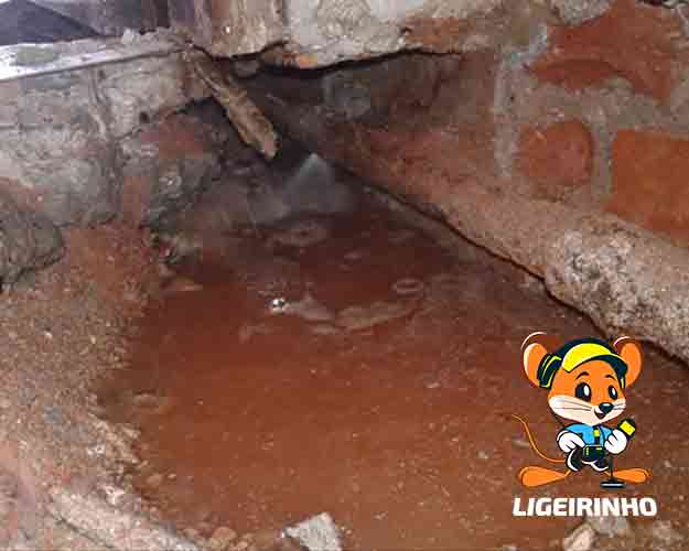 Serviços de caça vazamentos Ligeirinho